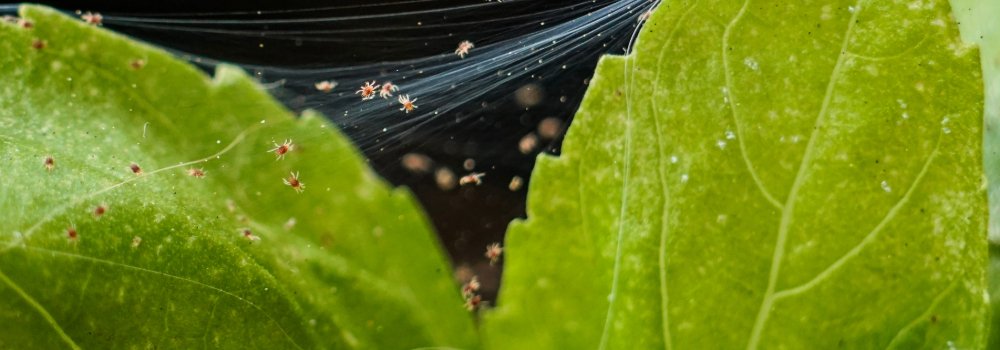 Effective Mite Control in Plant Cultivation: A Comprehensive Guide for Growers - The Growers Depot