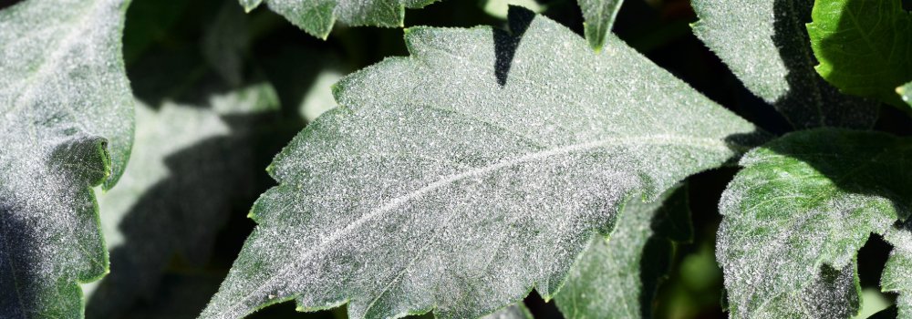 Effective Strategies for Controlling Powdery Mildew in Plants - The Growers Depot