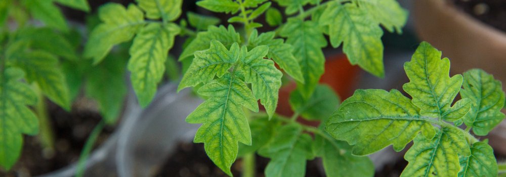 Managing Phosphorus Deficiency in Plants: Essential Strategies for Growers - The Growers Depot