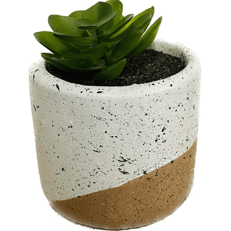 2 Tone Succulent Decor, 3" - The Growers Depot