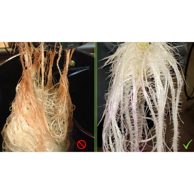 CH Peroxide 34%, 5 Gallon