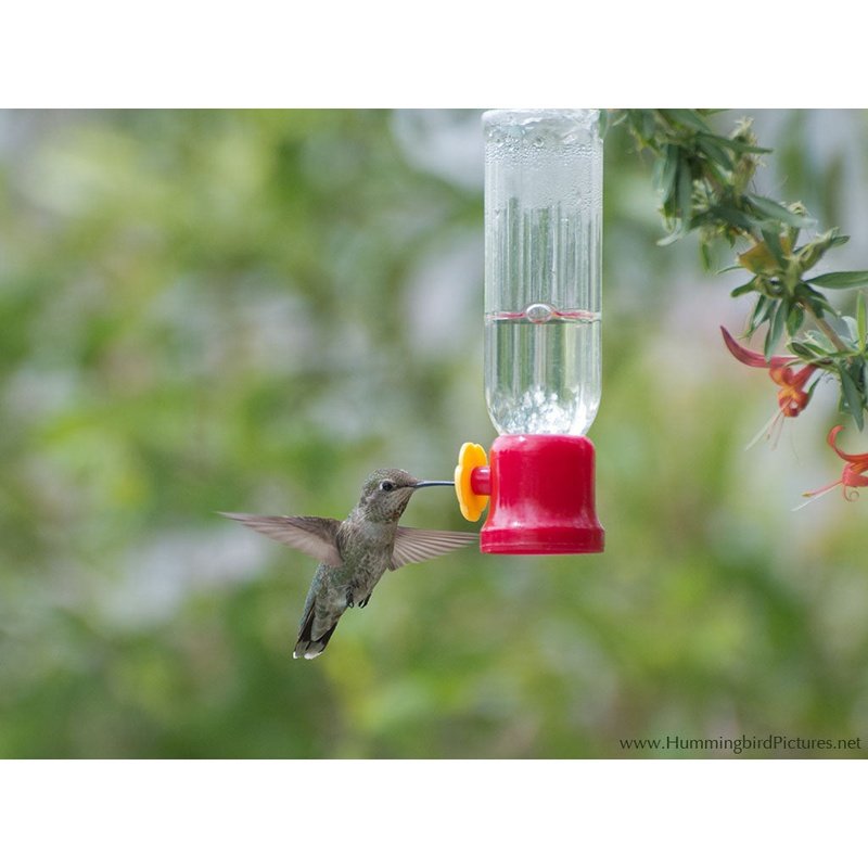Mini Hummingbird Feeder