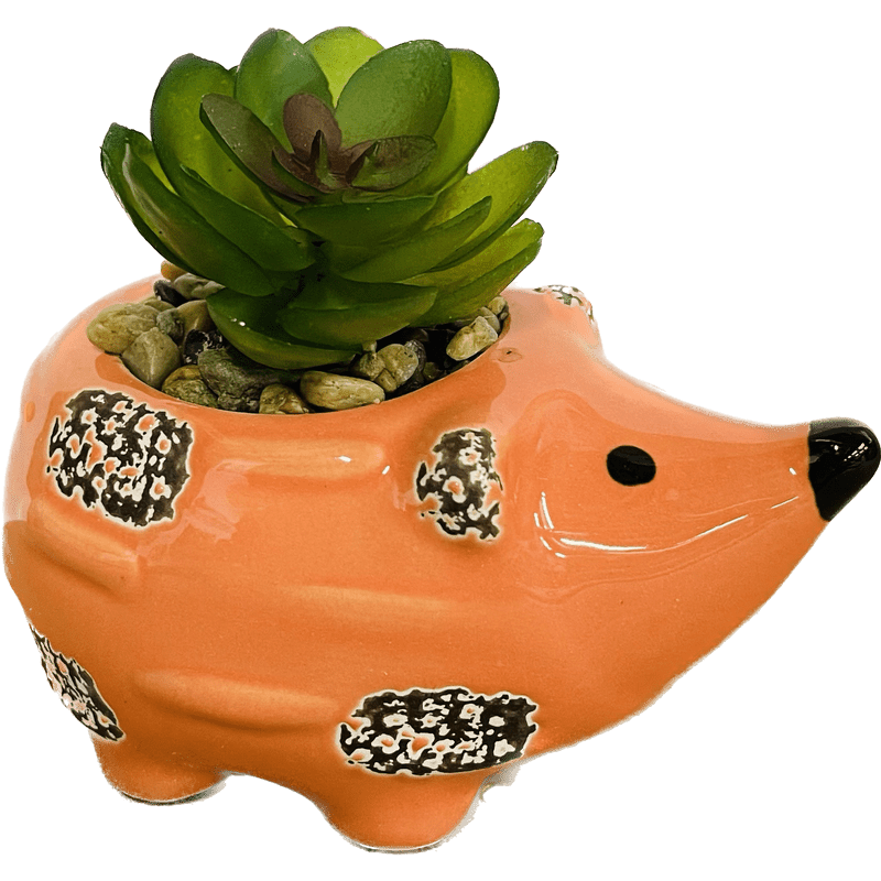 hedgehog succulent Medium Hedgehog Succulent Decor