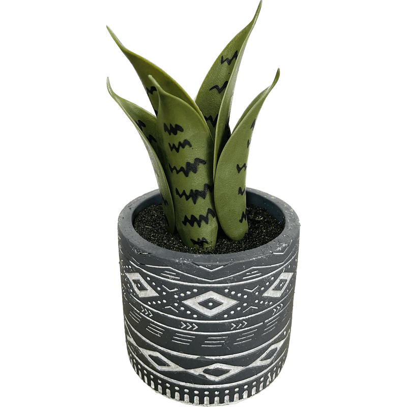 decorative snake plant Medium Terra Succulent Snake Plant Decor – The Growers Depot