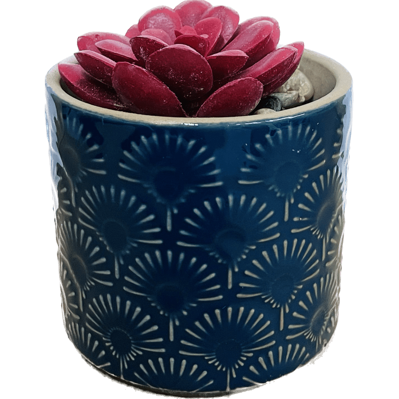 Color Planter with Succulent Decor