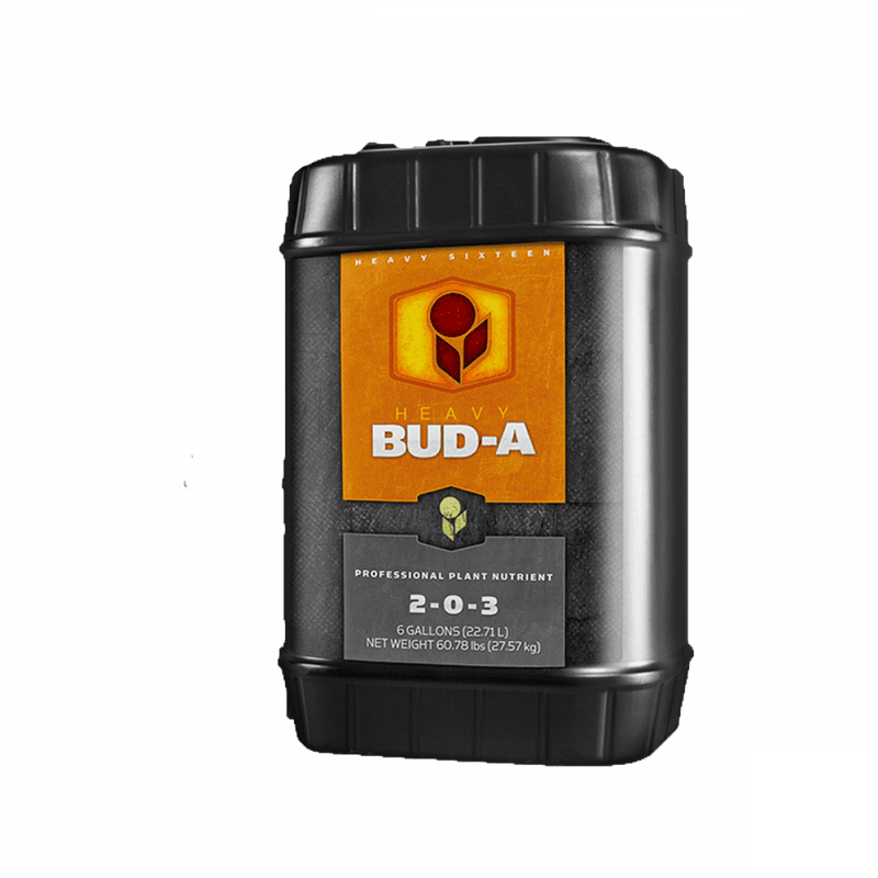 Heavy 16 Bud A 6 Gallon