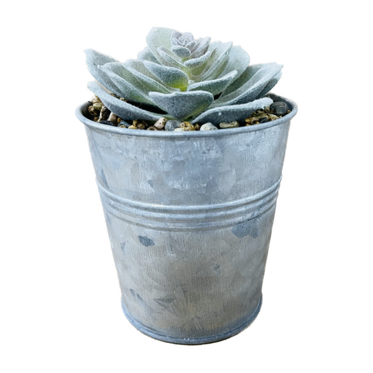 Galvanized Pot with Succulent, 4 Inch