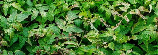 Mastering Nitrogen Management: Identifying, Treating, and Preventing Nitrogen Deficiency in Plants - The Growers Depot