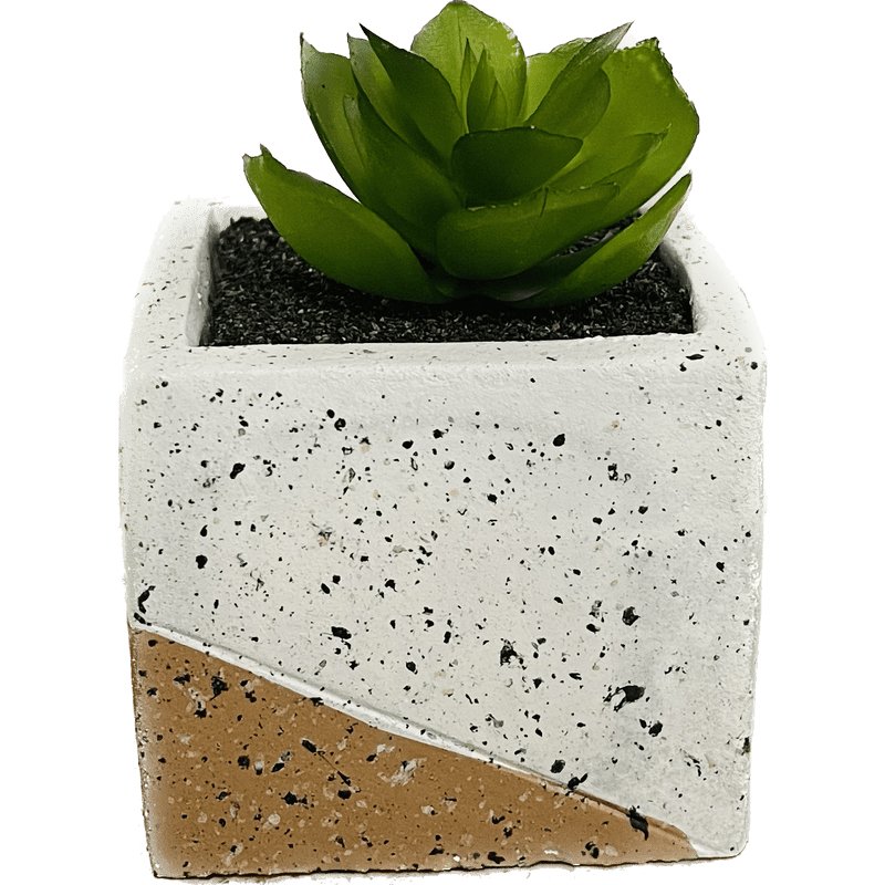 2 Tone Succulent Decor, 3" - The Growers Depot