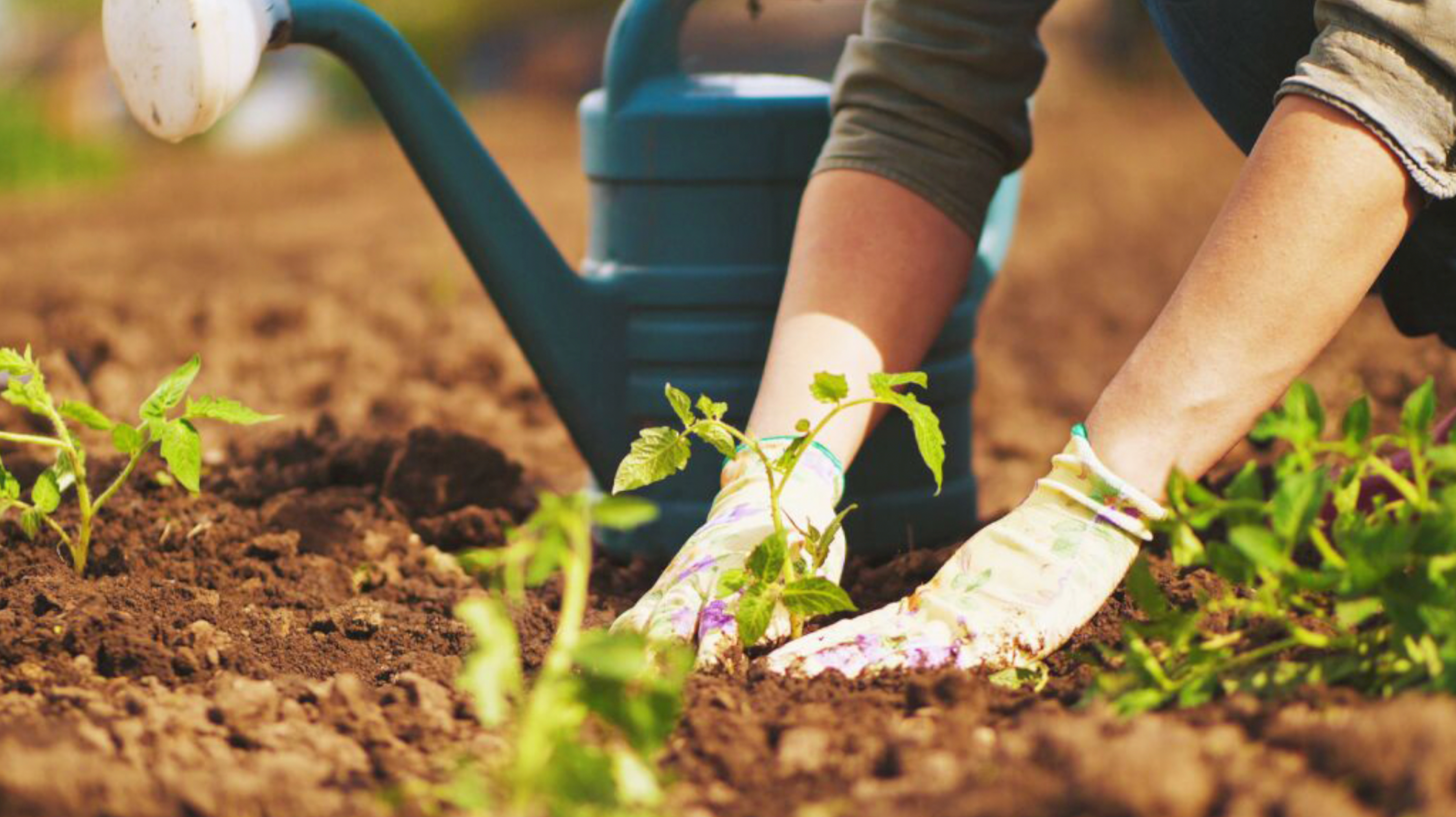 Load video: Whatever you decide to grow, we can help you!