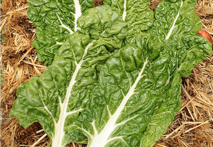 Seeds Of Change™ Fordhook Chard